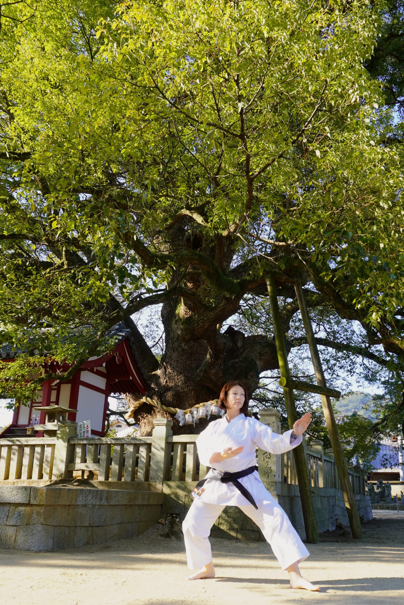 Both of the two camphor trees, located beside Minamidaimon Kita and Goshamei Shrine, are said to be 1,000 years old, and are large trees reminiscent of the time when Daishi was a child and when Zentsuji was founded. It has been designated as a natural monument in Kagawa Prefecture as "Great Gus in the precincts of Zentsuji Temple".