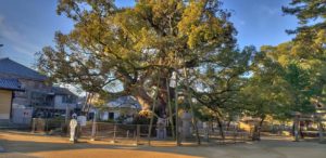 Both of the two camphor trees, located beside Minamidaimon Kita and Goshamei Shrine, are said to be 1,000 years old, and are large trees reminiscent of the time when Daishi was a child and when Zentsuji was founded. It has been designated as a natural monument in Kagawa Prefecture as "Great Gus in the precincts of Zentsuji Temple".